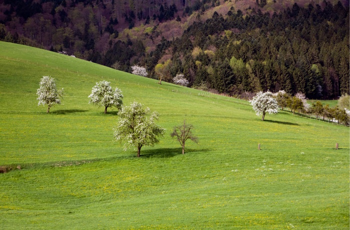 Bølgende bakker i Glottertal i Schwarzwald