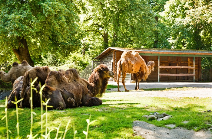 Kameler i Hagenbeck Zoo, Hamburg i Tyskland