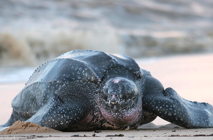 Stor havskildpadde på strand for at lægge æg