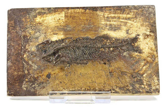Fossil udstillet i besøgscenteret ved Messel Pit Fossil Site i Hessen - Midttyskland