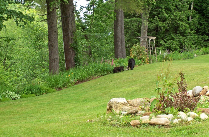 Inn at Ellis River, have med bjørne - New Hampshire i USA
