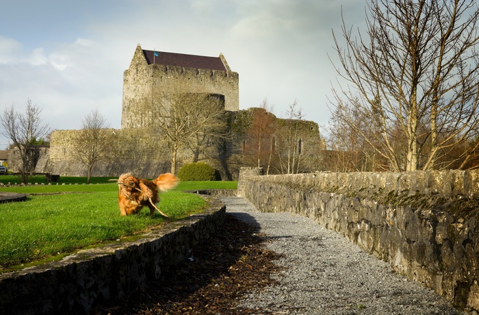Irland, County Galway - Athenry Castle med en legesyg hund i forgrunden
