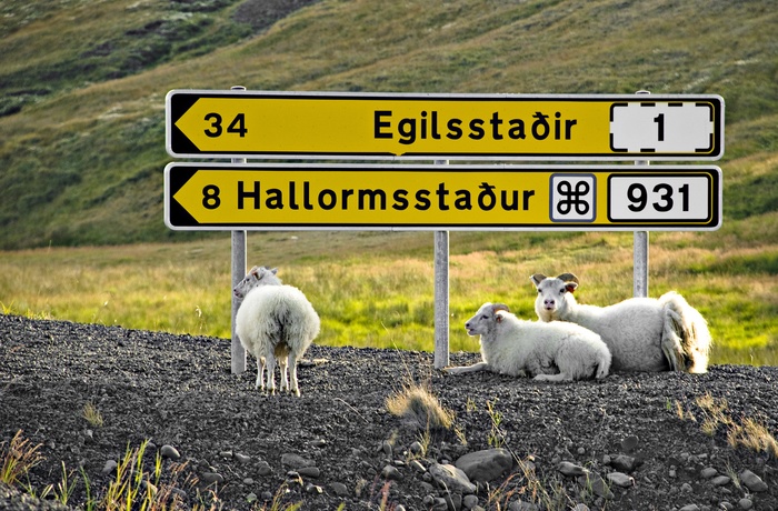 Får foran skilt til Egilsstadir - den største by i det østlige Island