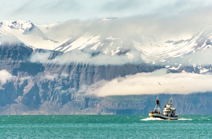 På hvalsafari fra Husavik i det nordlige Island