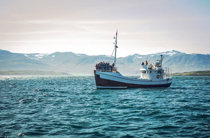 Fiskebåd på hvalsafari tæt på kysten - Island