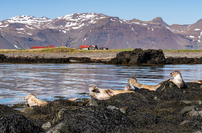 Sælkoloni på Ytri Tunga stranden, Snæfellsnes halvøen i Island