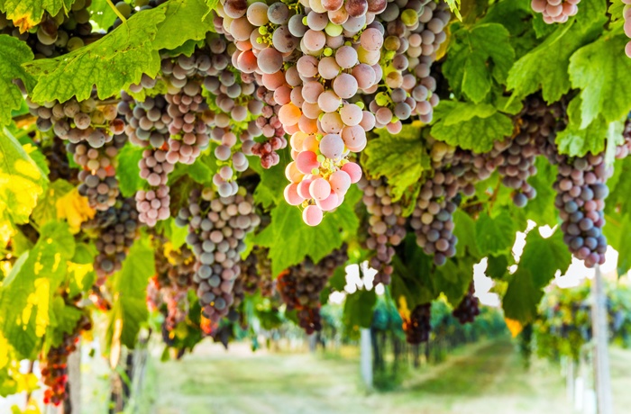 Druer i vinmark i Italien