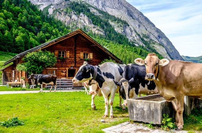 Køer og bjælkehytte i alperne - Østrig