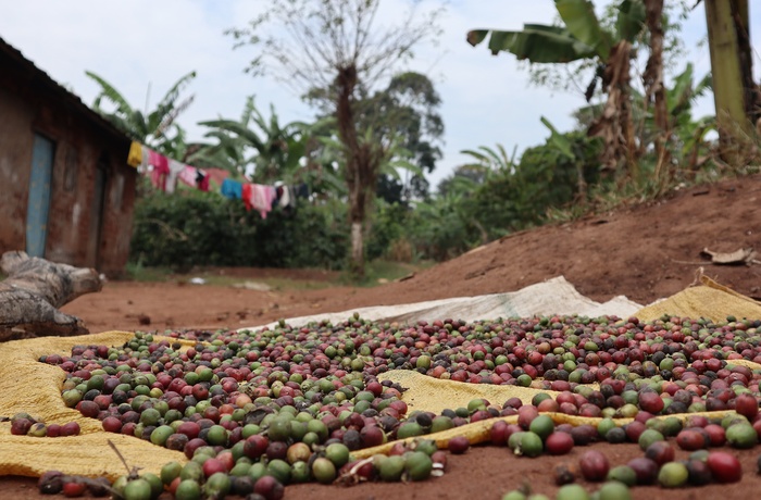 Kaffebønner soltørres på lille lokal kaffefarm - Uganda
