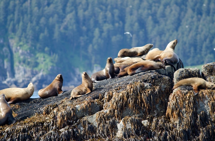 Søløver i Kenai Fjords National Park