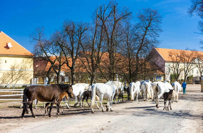 Heste i Kladruby nad Labem - Tjekkiet