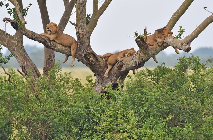 Klatrende løver i Queen Elizabeth National Park - Uganda