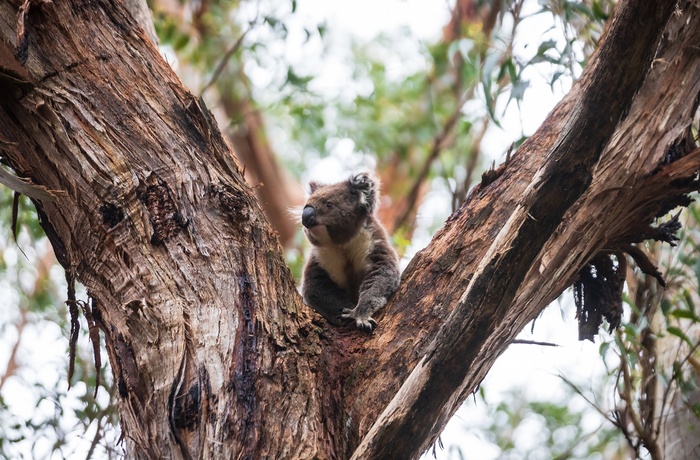 Koala i Great Otway National Park - Victoria i Australien