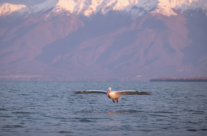 Pelikan i Lake Kerkini National Park - Grækenland