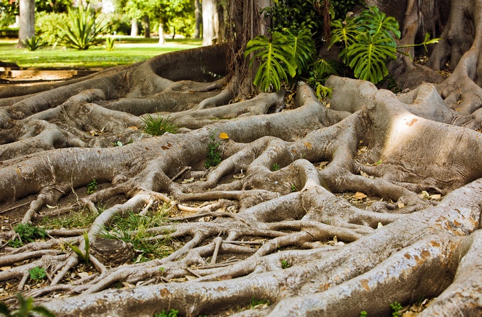 Jardim Botânico Tropical i Lissabon