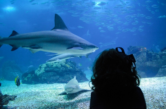 Lille pige kigger på haj i Oceanarium i Lissabon