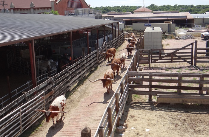 Longhorn kvæg i Fort Worth Stockyards