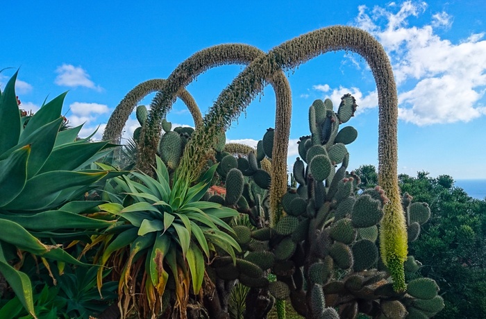 Jardim Botanico - Madeira