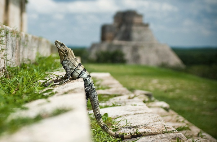 Mayaruiner i Uxmal på Yucutan-halvøen i Mexico - Foto: Marv Watson, Unsplash