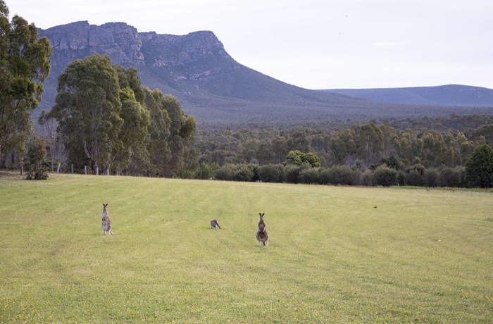 Meringa Springs, Wartook Valley Grampians National Park - Victoria - Valley and Roos