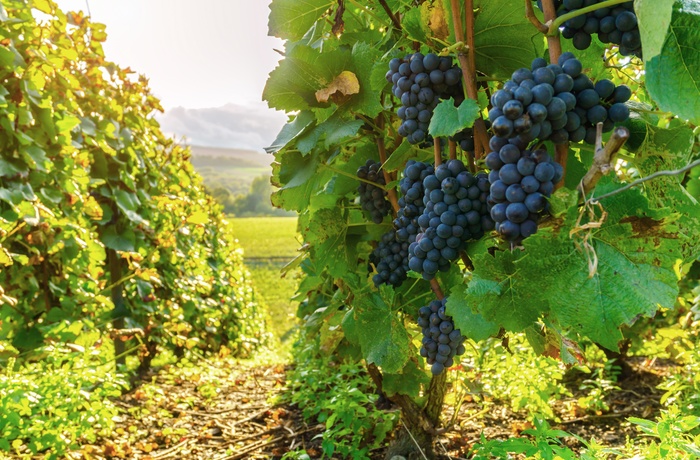 Montagne de Reims - vinmarker med druer