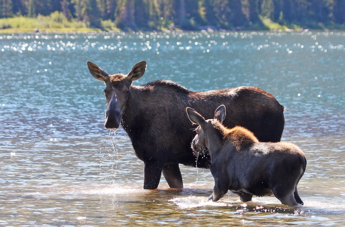 Elge i Montana - USA