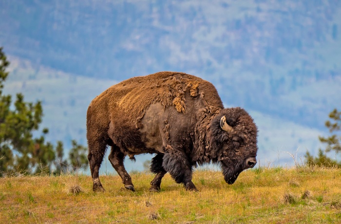 Stor bison i National Bison Range i Montana, USA