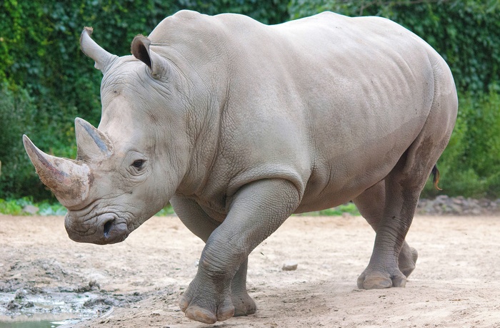 Næsehorn i Zoo