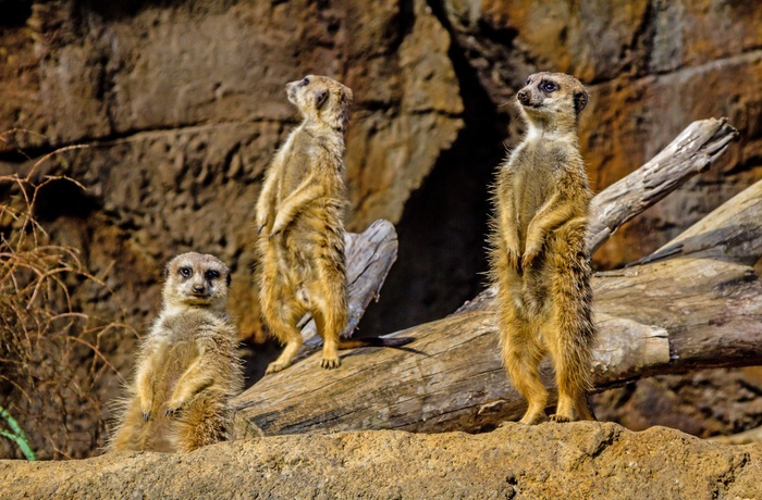 Surikater i Auckland Zoo, New Zealand