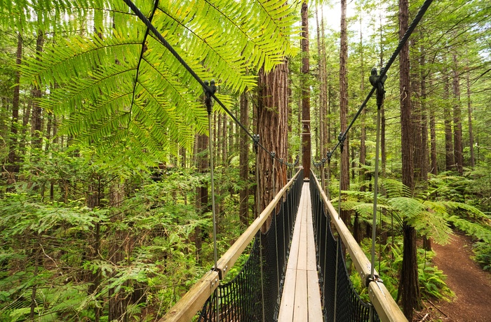 Giant Redwoods Treewalk i Whakarewarewa skoven nær Rotorua, Nordøen i New Zealand