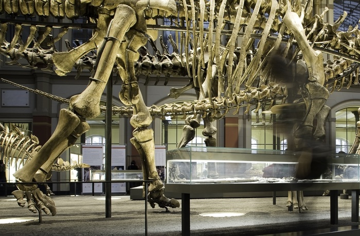 Dinosuarer på Naturhistorisk Museum i Berlin