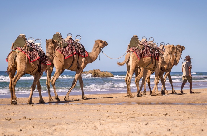 Kamelsafari på Lighthouse Beach ved Port Macquarie, New South Wales