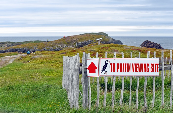 Skilt til søpapegøjer ved kystbyen Elliston, Newfoundland i Canada