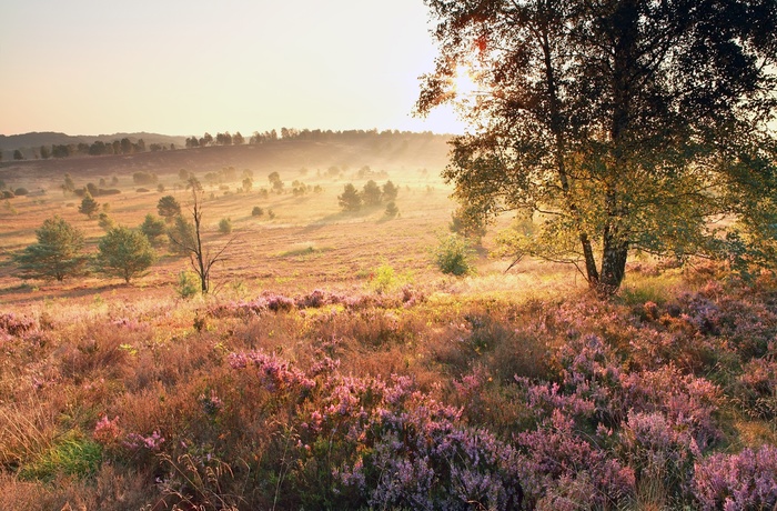 Aftensol over hedelandskabet - Lüneburger Heide