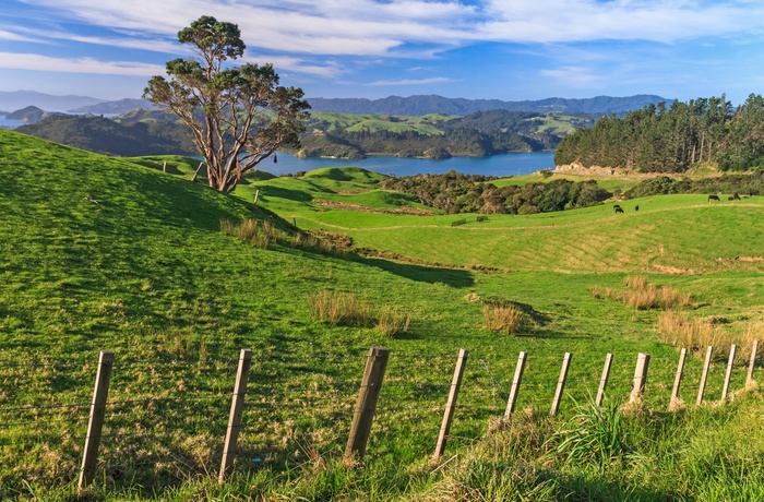 Grønt landskab på Coromandel halvøen, Nordøen i New Zealand
