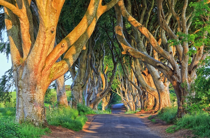 Nordirland, County Antrim - The Dark Hedges i sollys