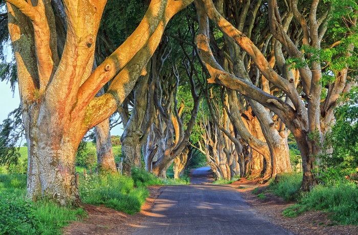 Nordirland, County Antrim - The Dark Hedges i sollys