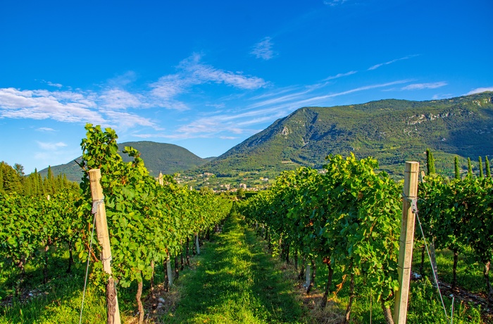 Vinstokke på vinmark i Bardolino området ved Gardasøen