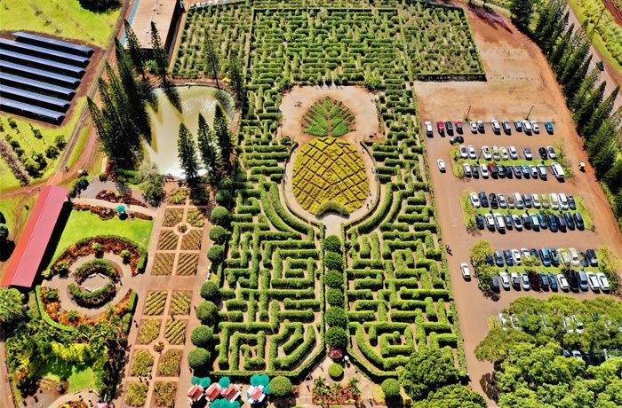 Den store labyrint Dole Plantation - ananas plantage på Oahu - Hawaii