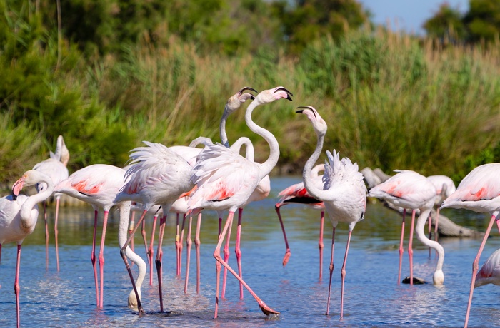 Flamingoer i Parc Ornithologique Du Pont De Gau, Occitanie i det sydvestlige Frankrig