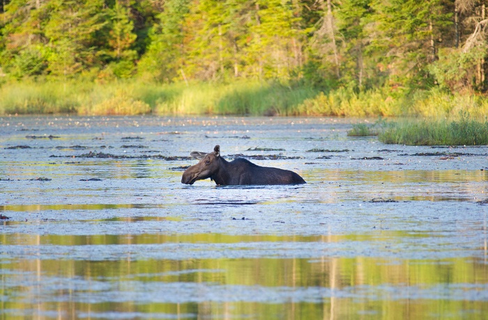 Elg i Arrowhead Provincial Park i Ontario, Canada