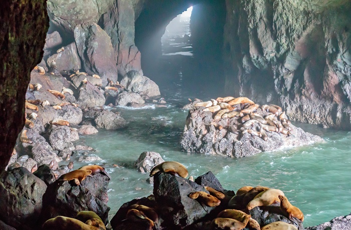 Sea Lion Cave med søløver i Oregon - USA
