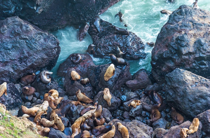 Sea Lion Caves i Oregon, USA