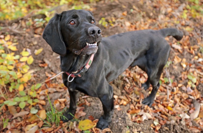 Trøffelhund på jagt 