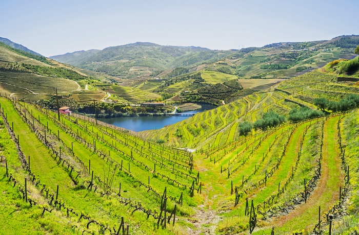 Vinmarker i Douro dalen, Portugal