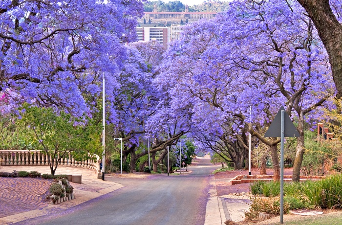 Jacanda træer i Pretoria der blomstre i oktober, Sydafrika