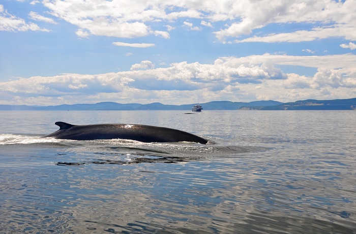 Hval set på hvalsafari fra Tadoussac, Quebec i Canada