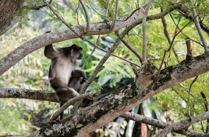 Røde colobus aber i Kibale National Park - Uganda