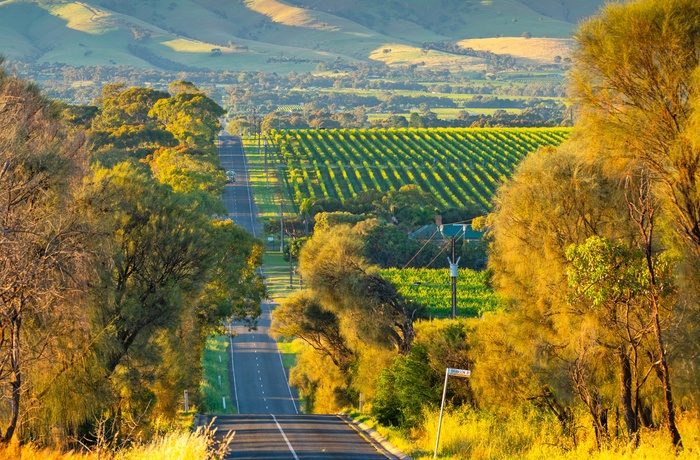 Vej gennem vinområdet McLarren Vale – South Australia