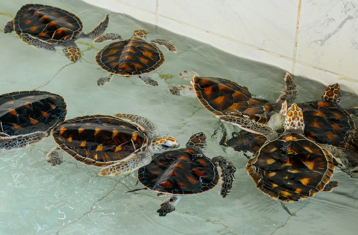 Skildpaddebørnehjem